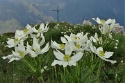 63 Fioriture di anemone narcissino alla croce di vetta della Corna Grande (2089 m)